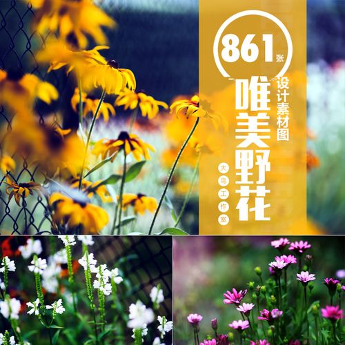 唯美野花花卉设计素材大图野外鲜花大图梦幻花朵背景图片jpg