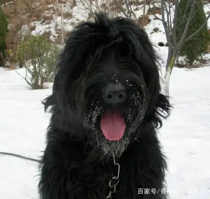 黑俄罗斯梗犬,聪明可靠,全身乌黑,你会喜欢吗?