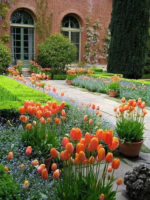 花园春天的调色板——郁金香