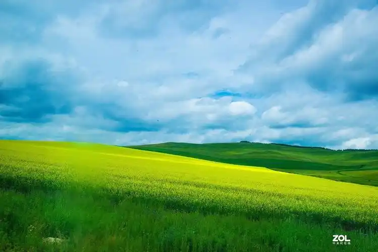呼伦贝尔草原的油菜花5