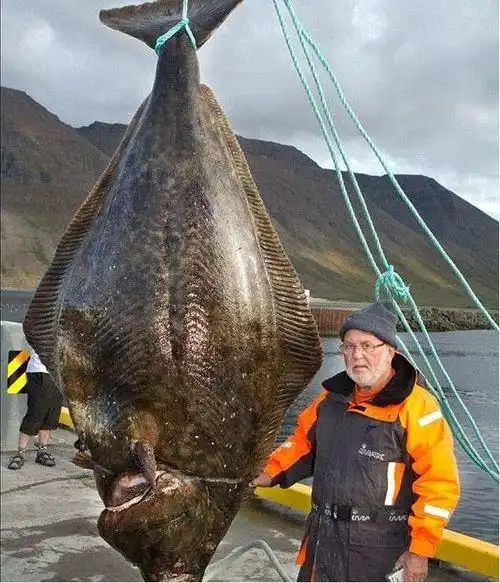 26种奇特巨型海洋生物,80%你叫不上名字,第1个就没见过