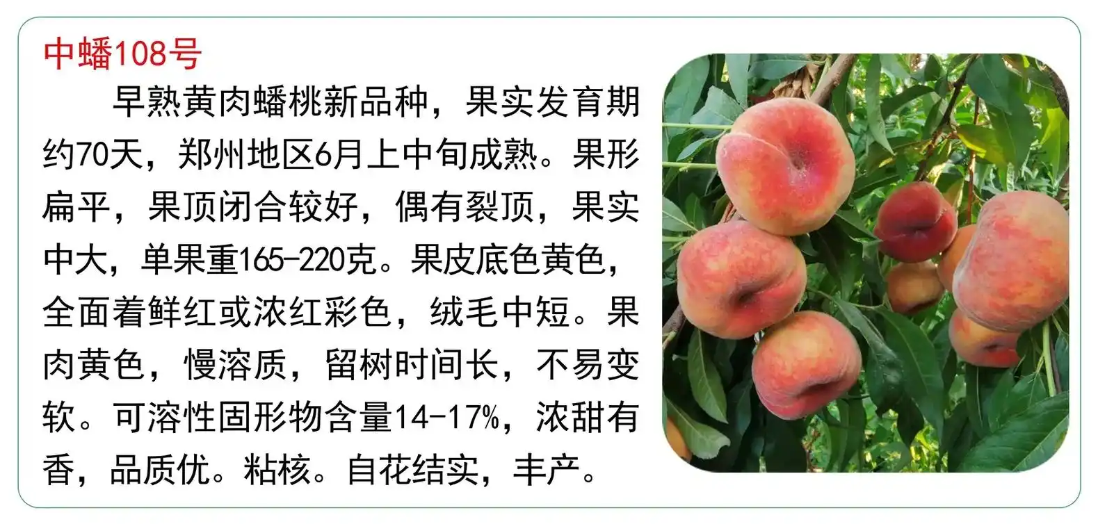 2023中果正源新品种#桃苗新品种 #抖音扶贫 #抖音三农  - 抖音