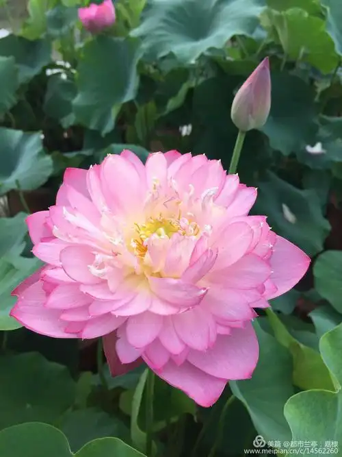 莲花通佛性,悟道在凡尘