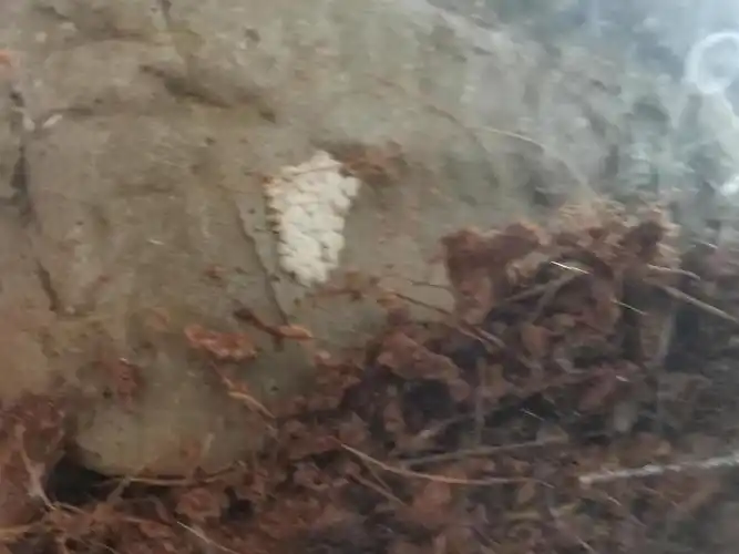 这些白色的是蜘蛛卵么