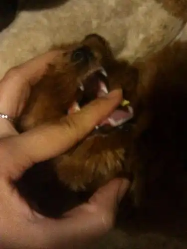 如图 狗狗的牙齿,真心不知道多大了啊,按卖狗的说 现在应该是3个月了