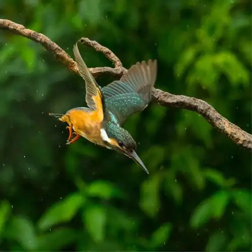翠鸟捕食,精彩瞬间(三)