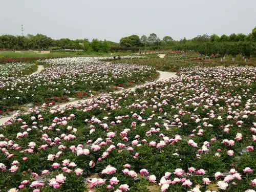 扬州枣林湾芍药园