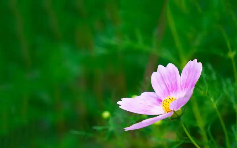 首页 桌面壁纸 唯美护眼绿色小清新植物高清壁纸上一张下一张查看原图