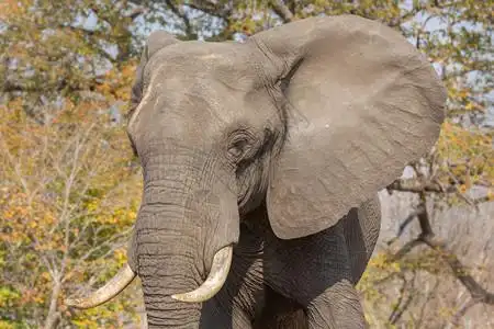 在乔贝公园大象前视线图片素材