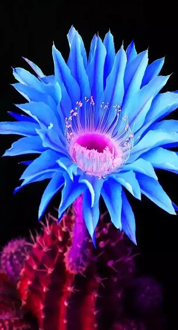 仙人掌花(精选):罕见的奇美,艳丽漂亮,养眼养心,怡情养性, - 抖音