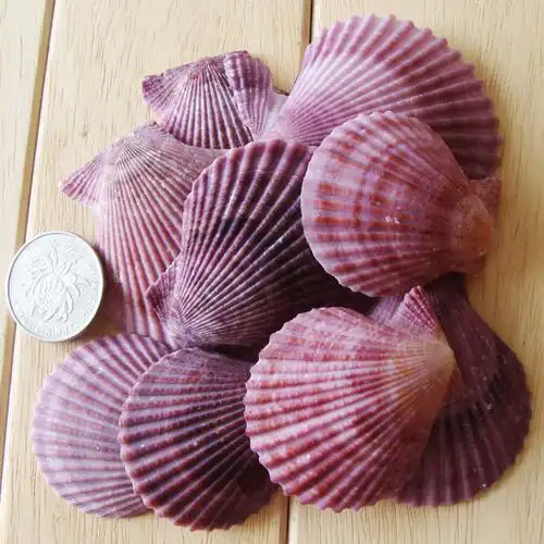 天然紫贝壳紫色扇贝海螺贝壳diy家居鱼缸地台海螺
