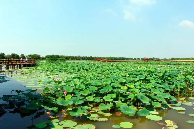 河北 保定 雄安新区 白洋淀河北 保定 雄安新区 白洋淀河北 保定 雄安