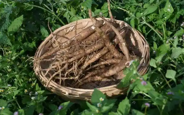 当归会搭配,养生不单一_功效_人群_的作用