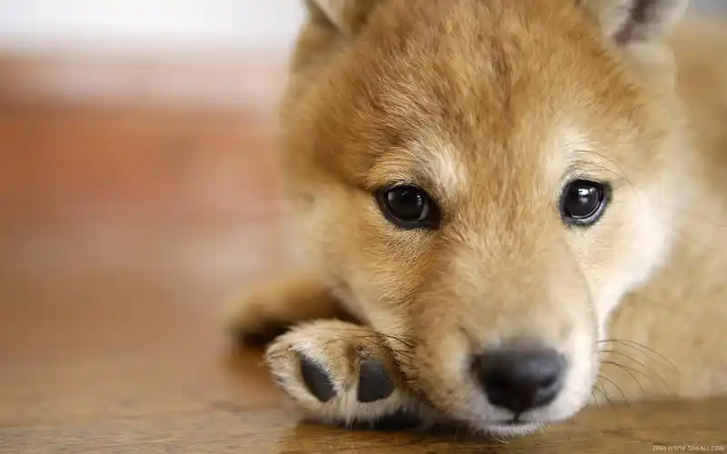 超级可爱的狗狗宽屏壁纸