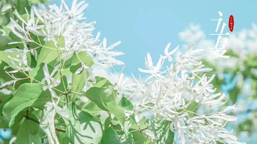 2021小清新立夏节气,高清图片,节日壁纸-回车桌面