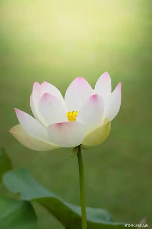 "阿—弥—陀—佛"(师父示范),哎呀!这太妙了!这太爽了!