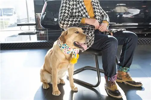 《神犬小七》亮相电视节 萌犬遭火爆围观-搜狐娱乐