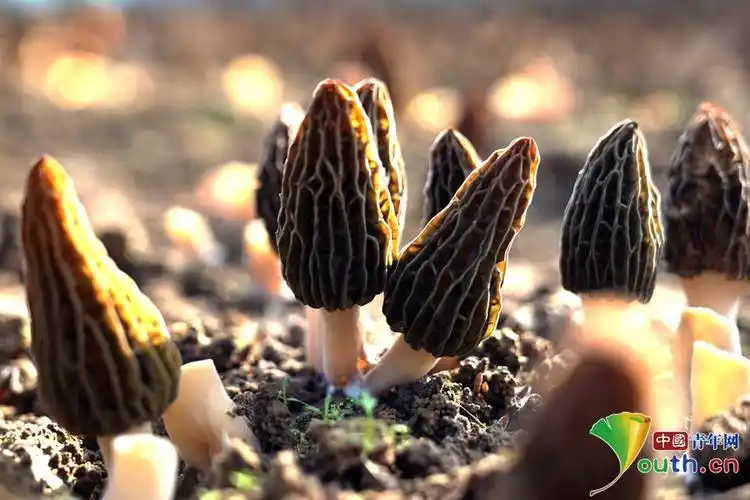 春日好丰景抚州临川区羊肚菌采收忙