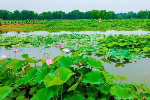 与荷有约打卡固城欣赏湖水慢城的美丽风景