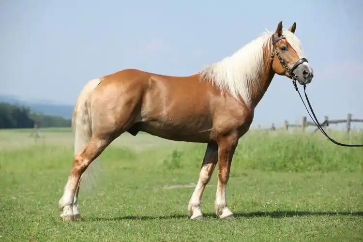 它们外表最大的特点就是四肢下的鬃毛,非常漂亮,充满贵族气质.