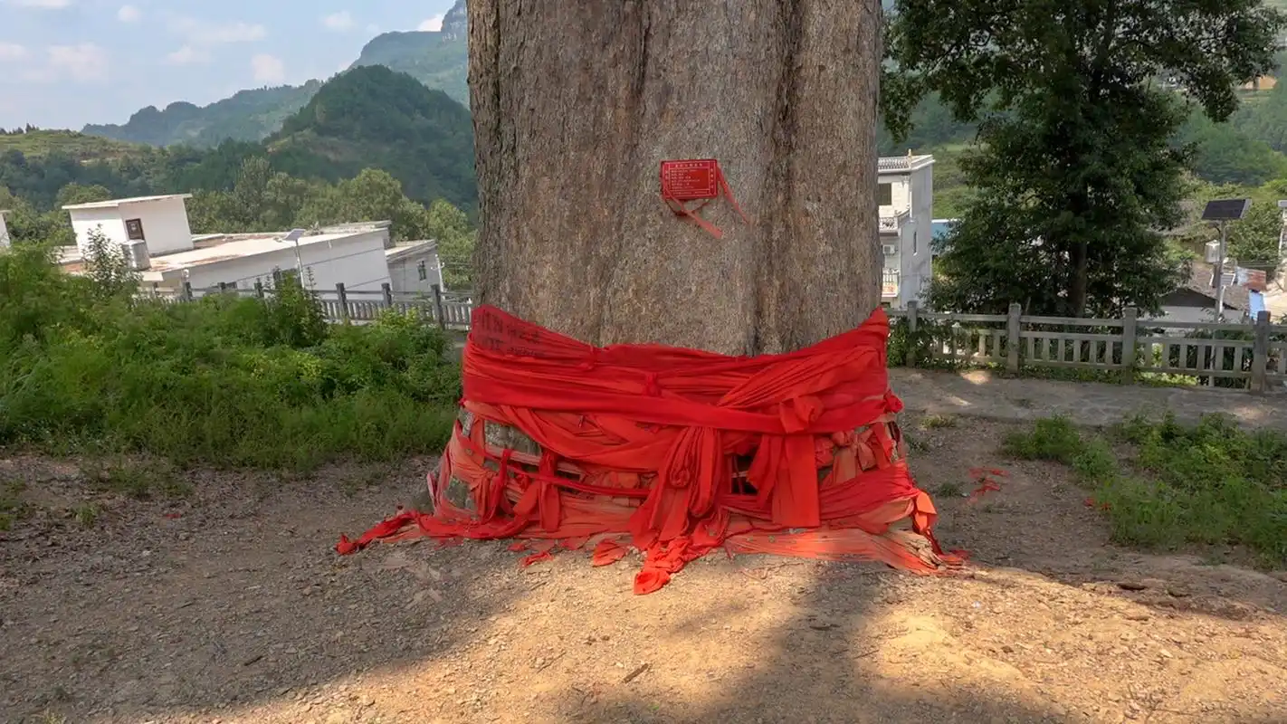 实属罕见!贵州发现千年金丝楠木,树龄超1300年,堪称亚洲楠木王