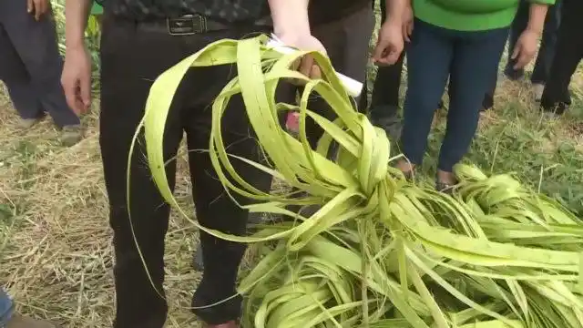 剥麻也得用黑科技,大叔发明"硬核"剥麻机,800斤麻15分钟搞定