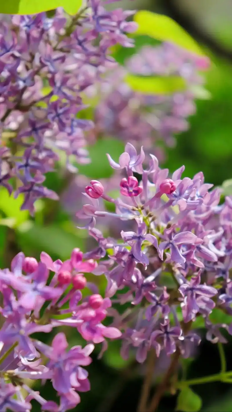 丁香～继续～"纵放繁枝散诞春"#丁香花 #感受大自然的气息和 - 抖音