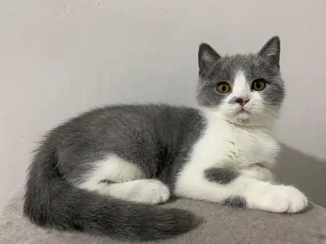 英短蓝白弟弟低价出