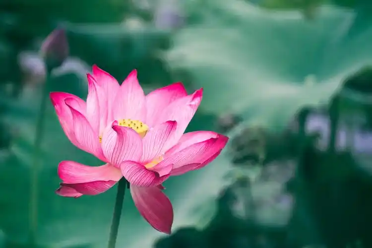 关于莲花的诗句古诗唯美荷花诗句经典名句