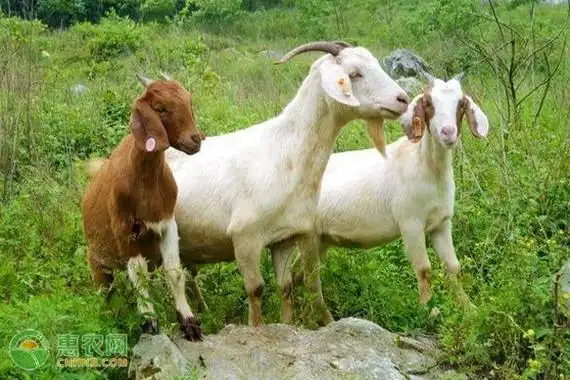 绵羊和山羊有哪些区别