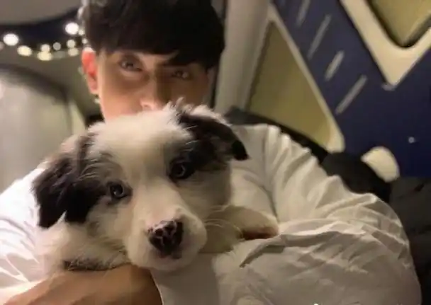 现在很多人都喜欢养宠物,王思聪也喜欢养宠物,他的狗狗王可可,也因