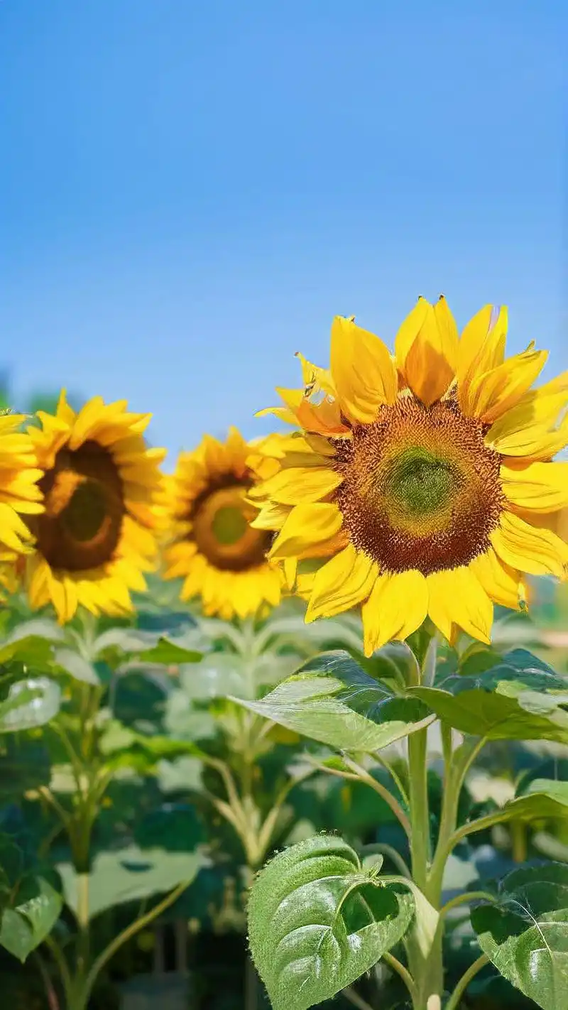 🌻黄色系向日葵壁纸大放送🎉 亲们,今天给大家带来一组超级温暖