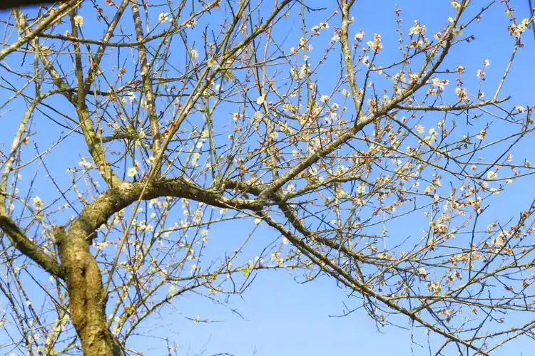 深圳之冬日美(梅花篇)