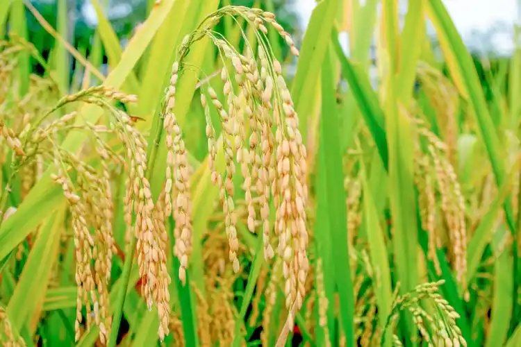 秋天带着丰收来了,风景-回车桌面