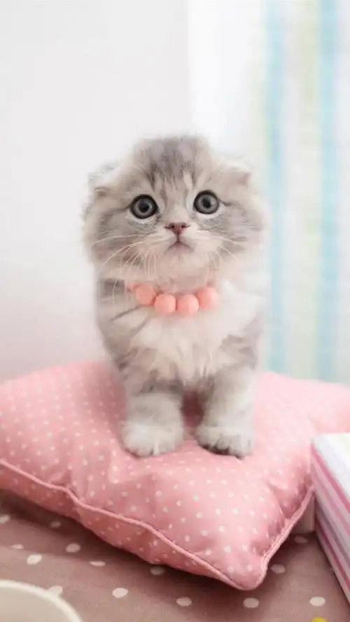 超萌的猫咪图片大全可爱 是个小可爱喵哇