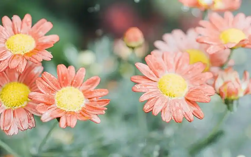 小清新绿色花卉植物高清唯美图片壁纸-植物壁纸-手机壁纸下载-美桌网