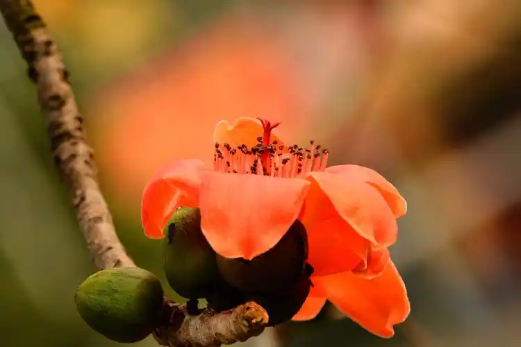 阅读答案答:燃烧的木棉梁惠娣①在更远的南方,春天是木棉花燃烧的季节