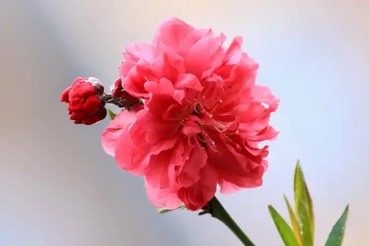 【图片38】红桃花--蜂鸟论坛照片套图