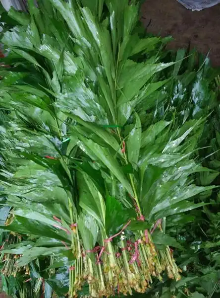 海南富贵鸟切叶基地