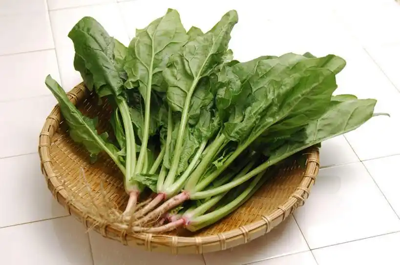 无人,横图,俯视,室内,白天,菠菜,蔬菜,叶子,一堆,阴影,堆叠,堆积,新鲜