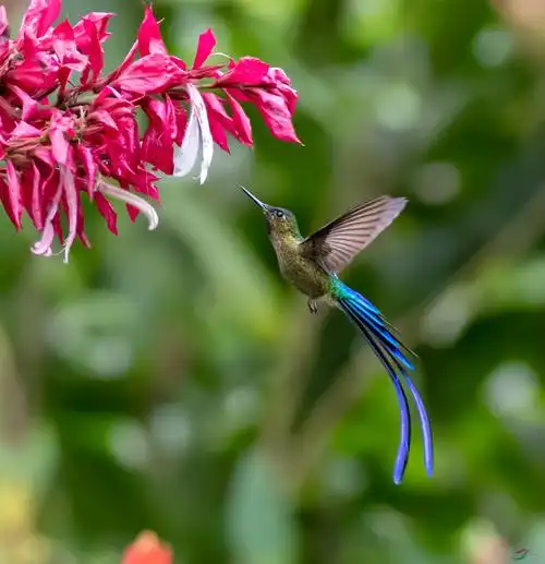 飘然而至长尾蜂鸟