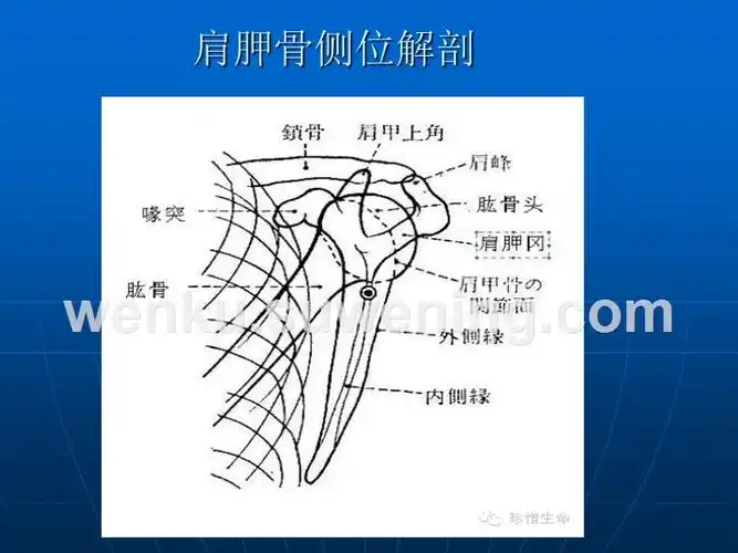 肩关节的摄影体位-素问文库