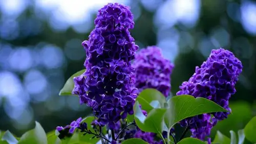 盛开的四季丁香花图片1112