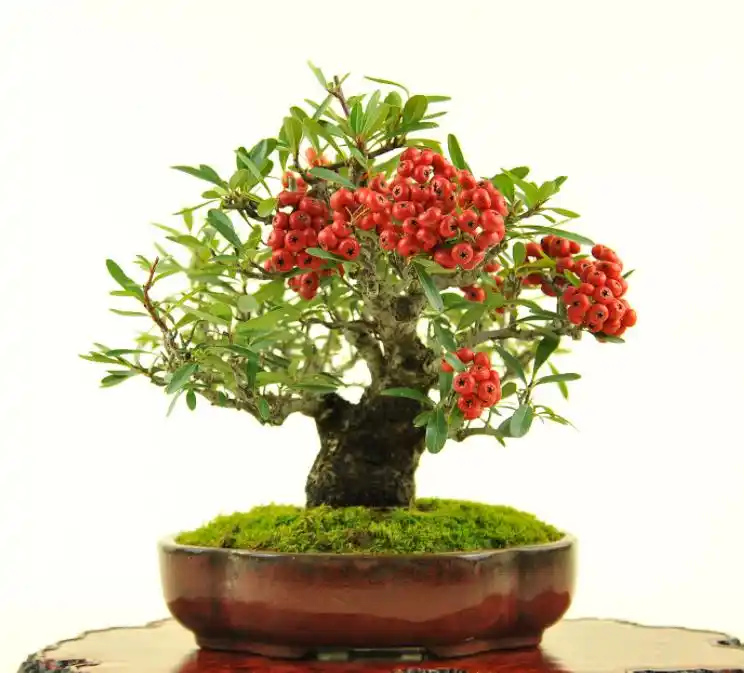 一棵多干的火棘盆景,造型好看,养护也简单,观花赏果两不误