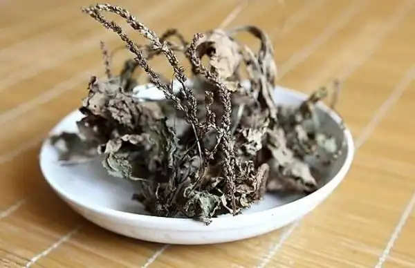 车前草泡水喝的功效与作用