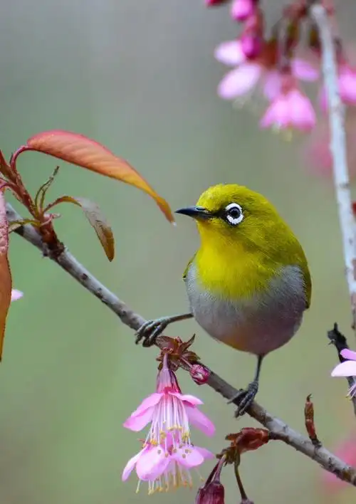 小鸟秀眼查看大图曝光:1/500 sec光圈:f6.