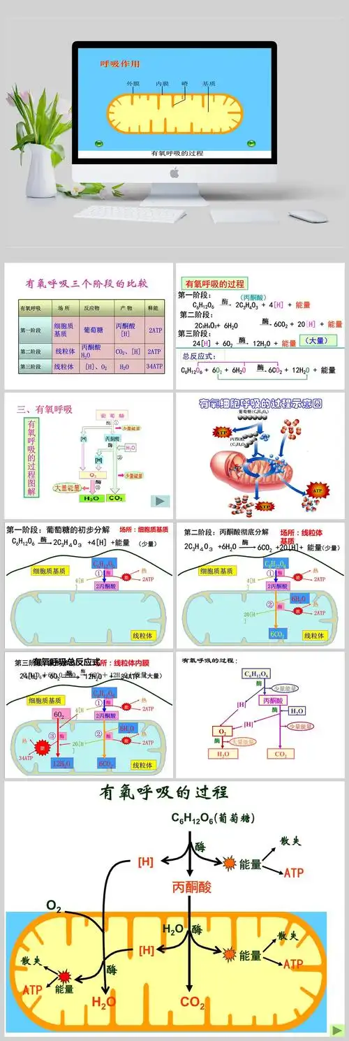 有氧呼吸过程演示集锦ppt模板