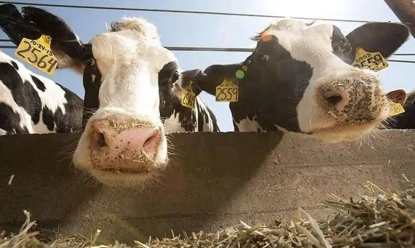 标签:"奶牛角" - 生物谷