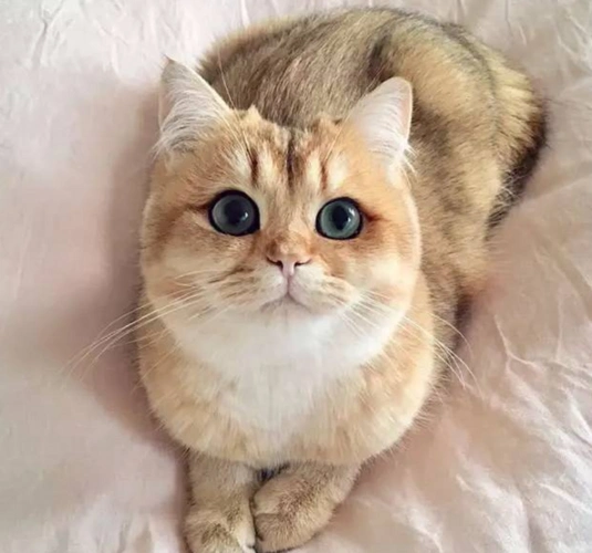 全球"颜值"最高的6只猫,第1只自带眼线,最后1只美出天际