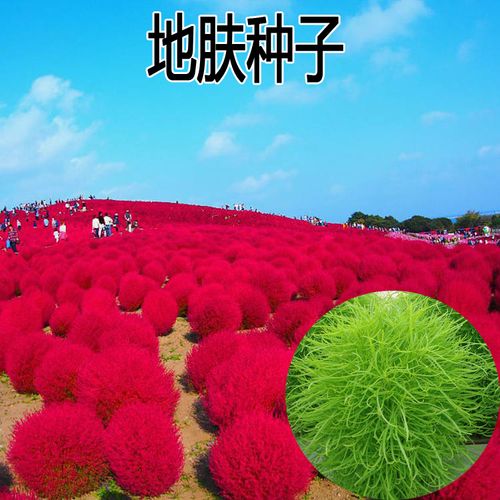红叶地肤种子绿叶地肤草种子地麦铁扫帚苗菜种子园林景观花海种子